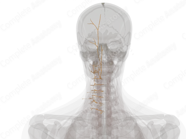Posterior Rami of Cervical Nerves (Left)