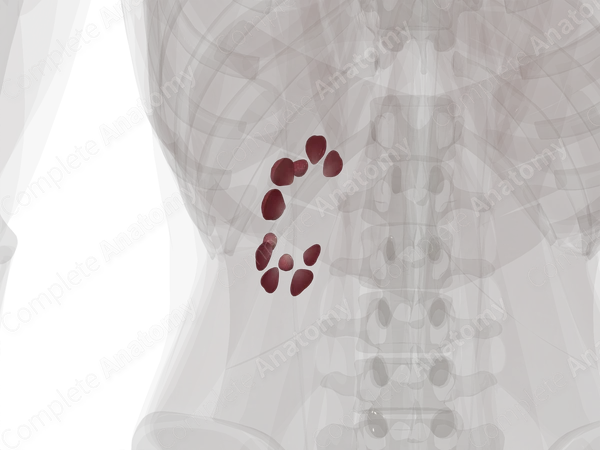Renal Medulla (Anterior Part; Left)