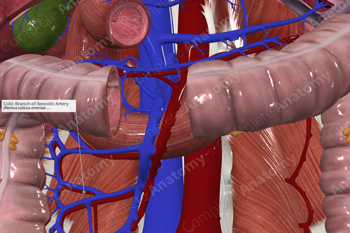 Colic Branch of Ileocolic Artery