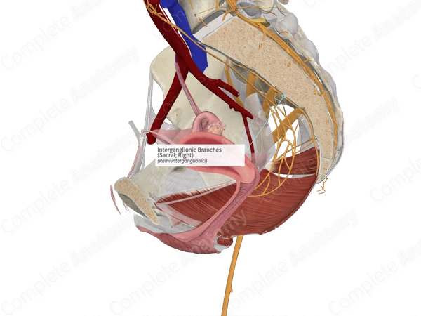 Interganglionic Branches (Sacral; Right)