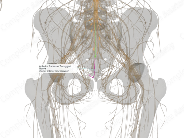Anterior Ramus of Coccygeal Nerve (Left)