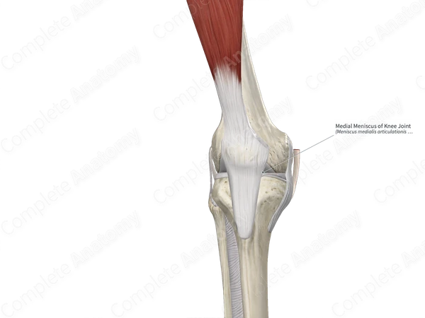 Medial Meniscus of Knee Joint 