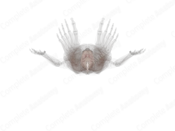 Meninges