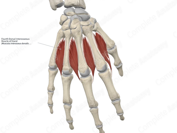Fourth Dorsal Interosseous Muscle of Hand 