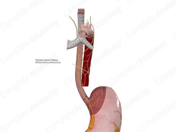 Thoracic Aortic Plexus