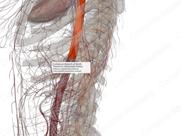 Collateral Branch of Ninth Posterior Intercostal Artery (Left)
