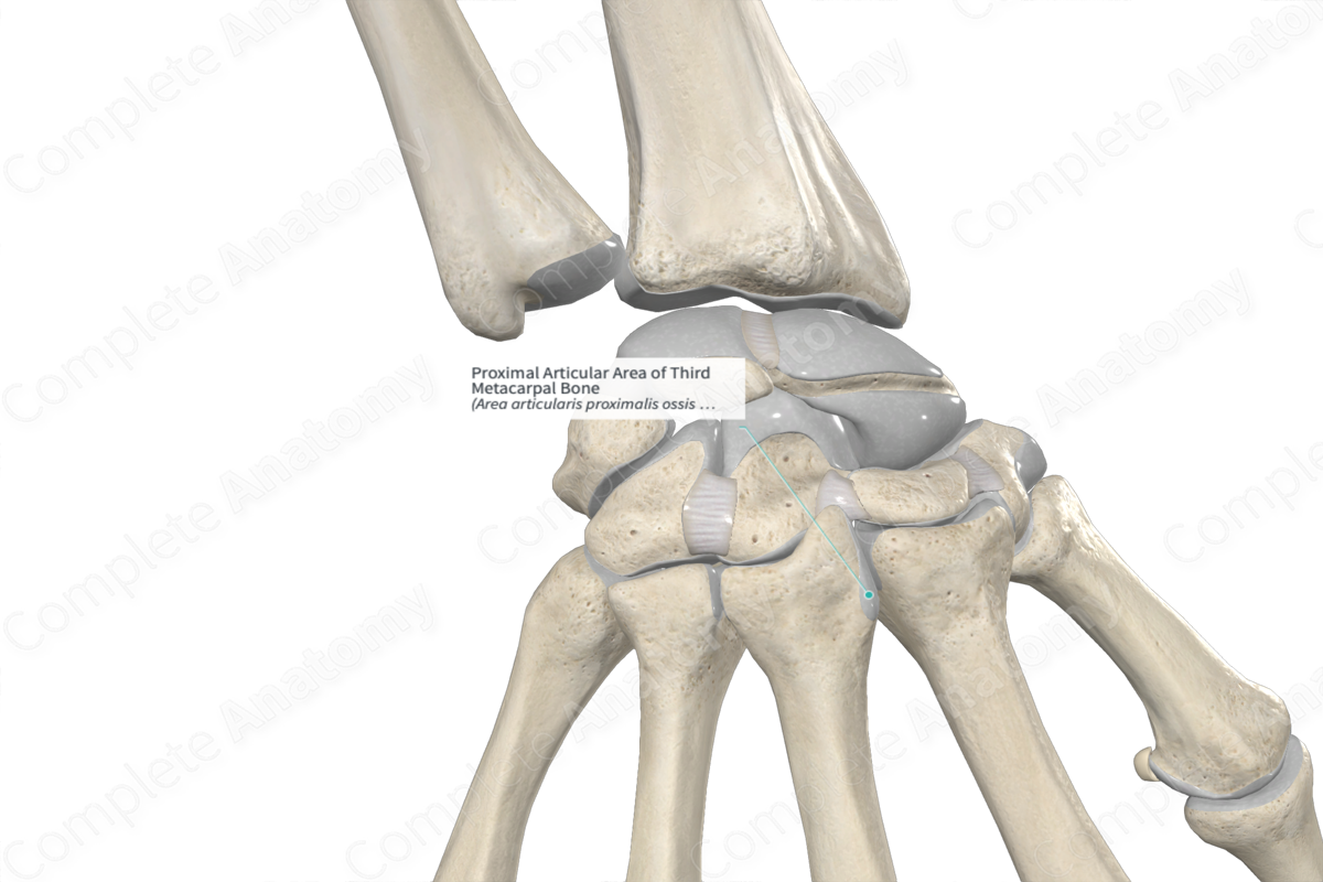 Proximal Articular Area of Third Metacarpal Bone 