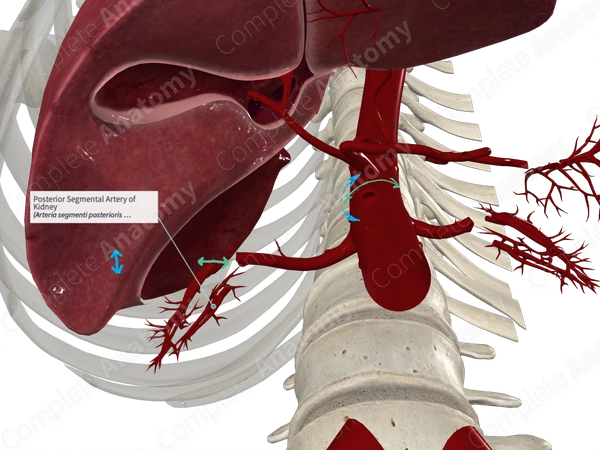 Posterior Segmental Artery of Kidney