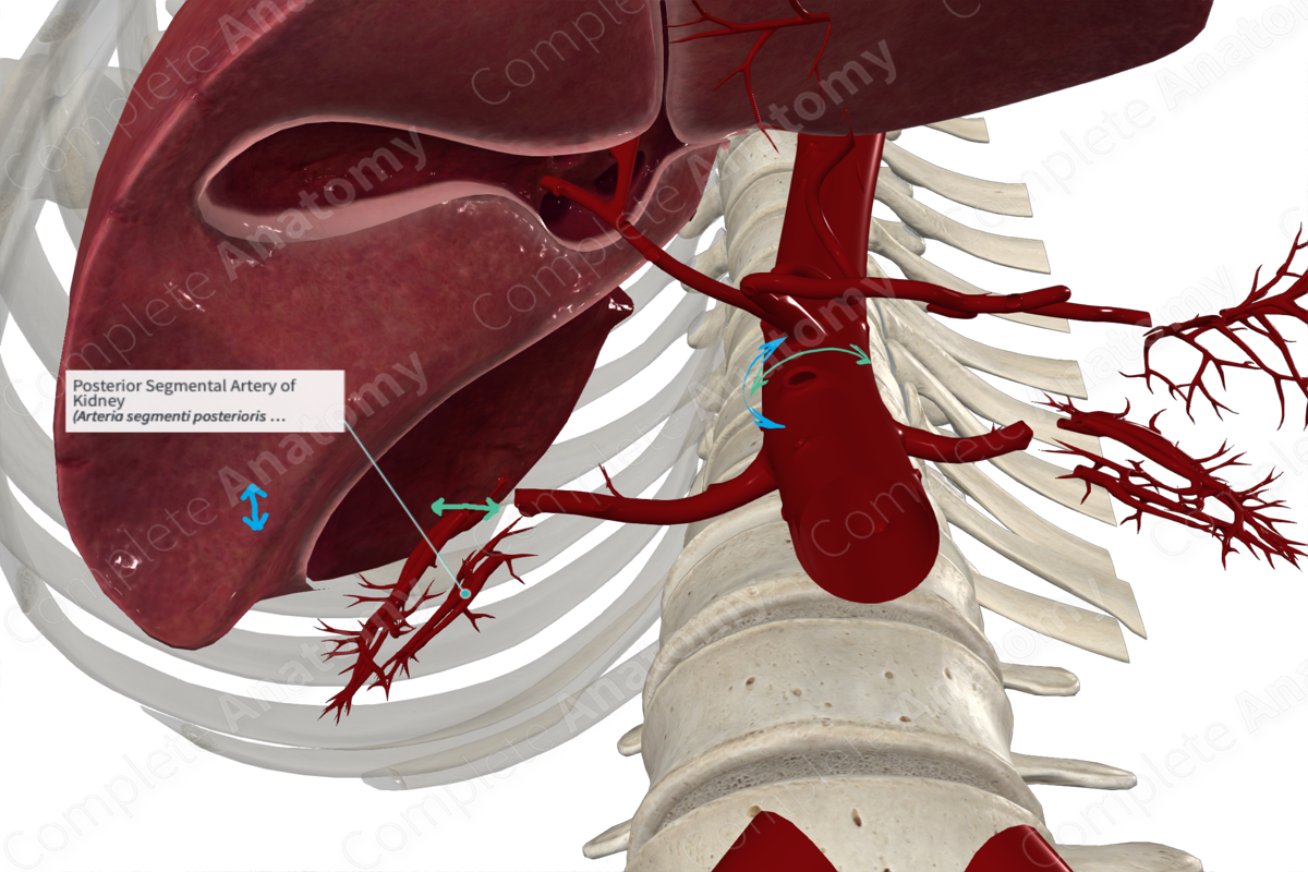 Posterior Segmental Artery of Kidney 