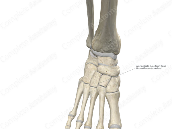 Intermediate Cuneiform Bone 
