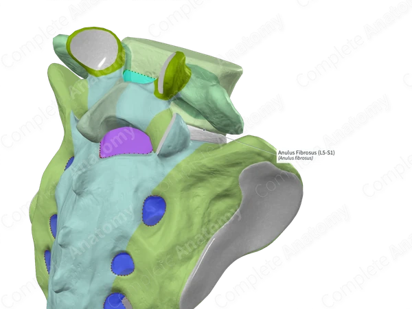 Anulus Fibrosus (L5-S1)
