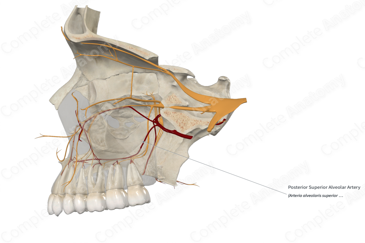 Posterior Superior Alveolar Artery 