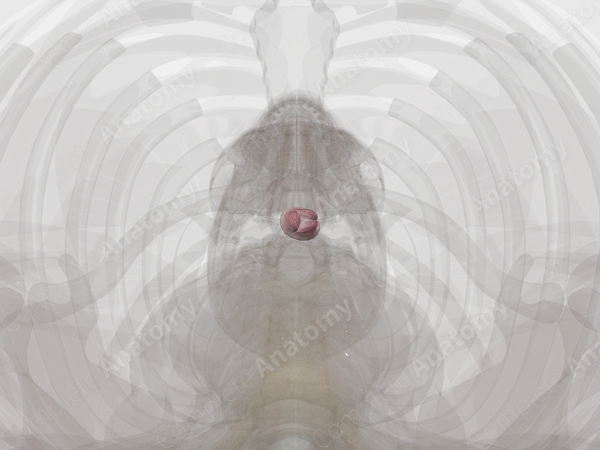 Aortic Valve