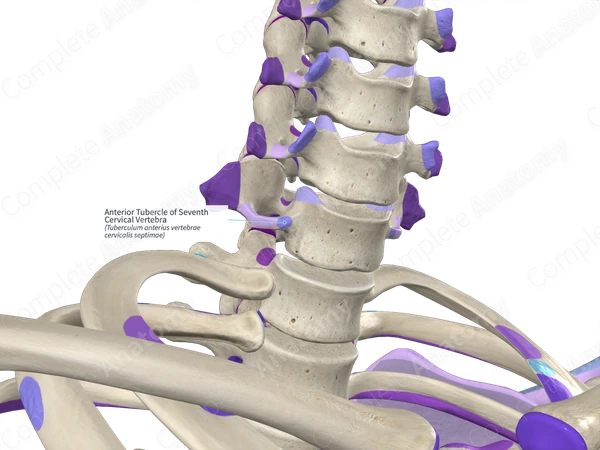 Anterior Tubercle of Seventh Cervical Vertebra (Right)