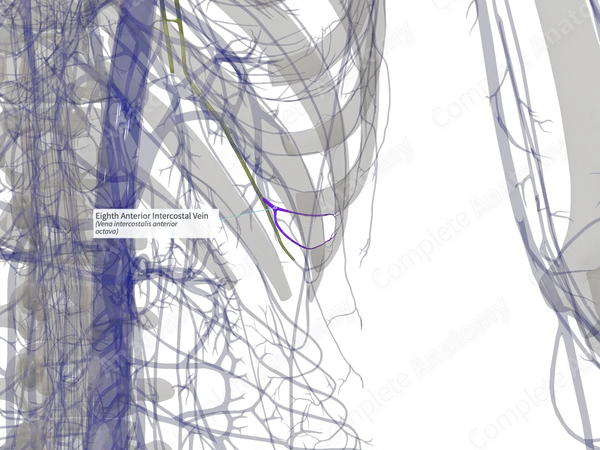 Eighth Anterior Intercostal Vein (Left)