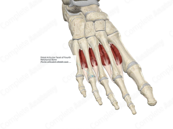 Distal Articular Facet of Fourth Metatarsal Bone