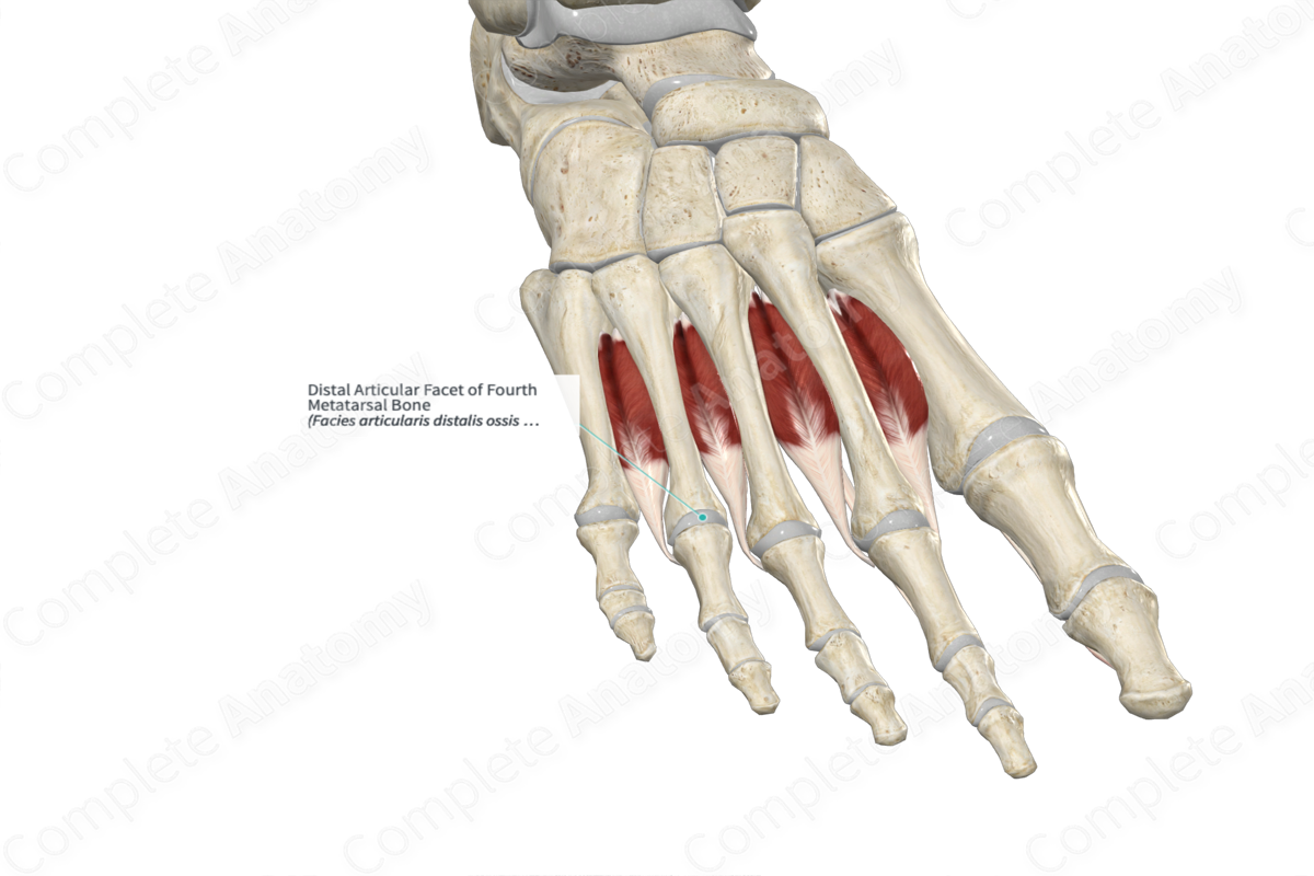 Distal Articular Facet of Fourth Metatarsal Bone 