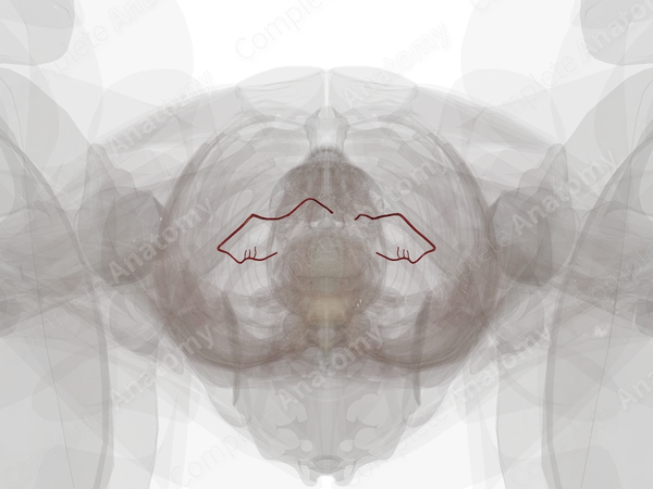 Arteries of Ovaries