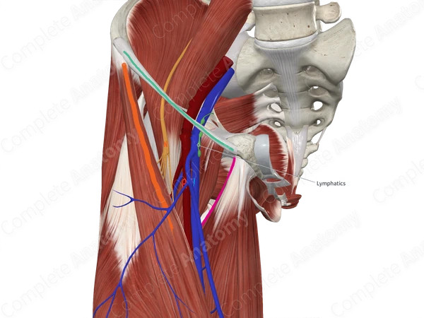 Deep Inguinal Nodes 