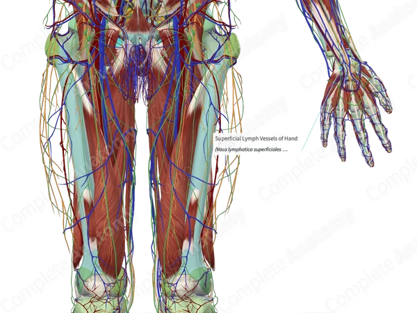 Superficial Lymph Vessels of Hand