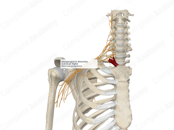 Interganglionic Branches (Cervical; Right)