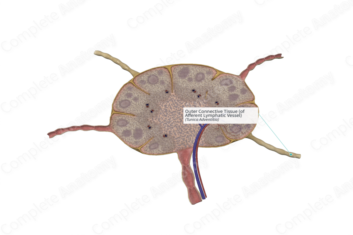 Outer Connective Tissue (of Afferent Lymphatic Vessel)