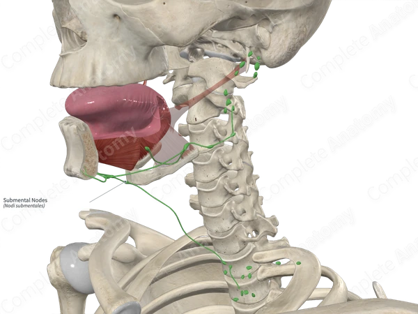 Submental Nodes