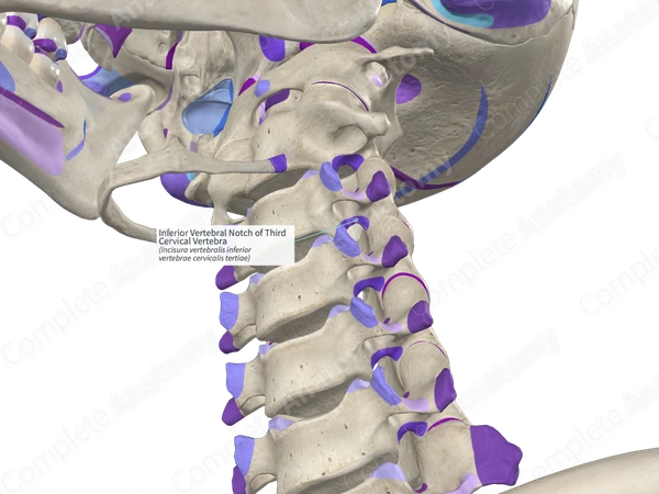 Inferior Vertebral Notch of Third Cervical Vertebra (Left)