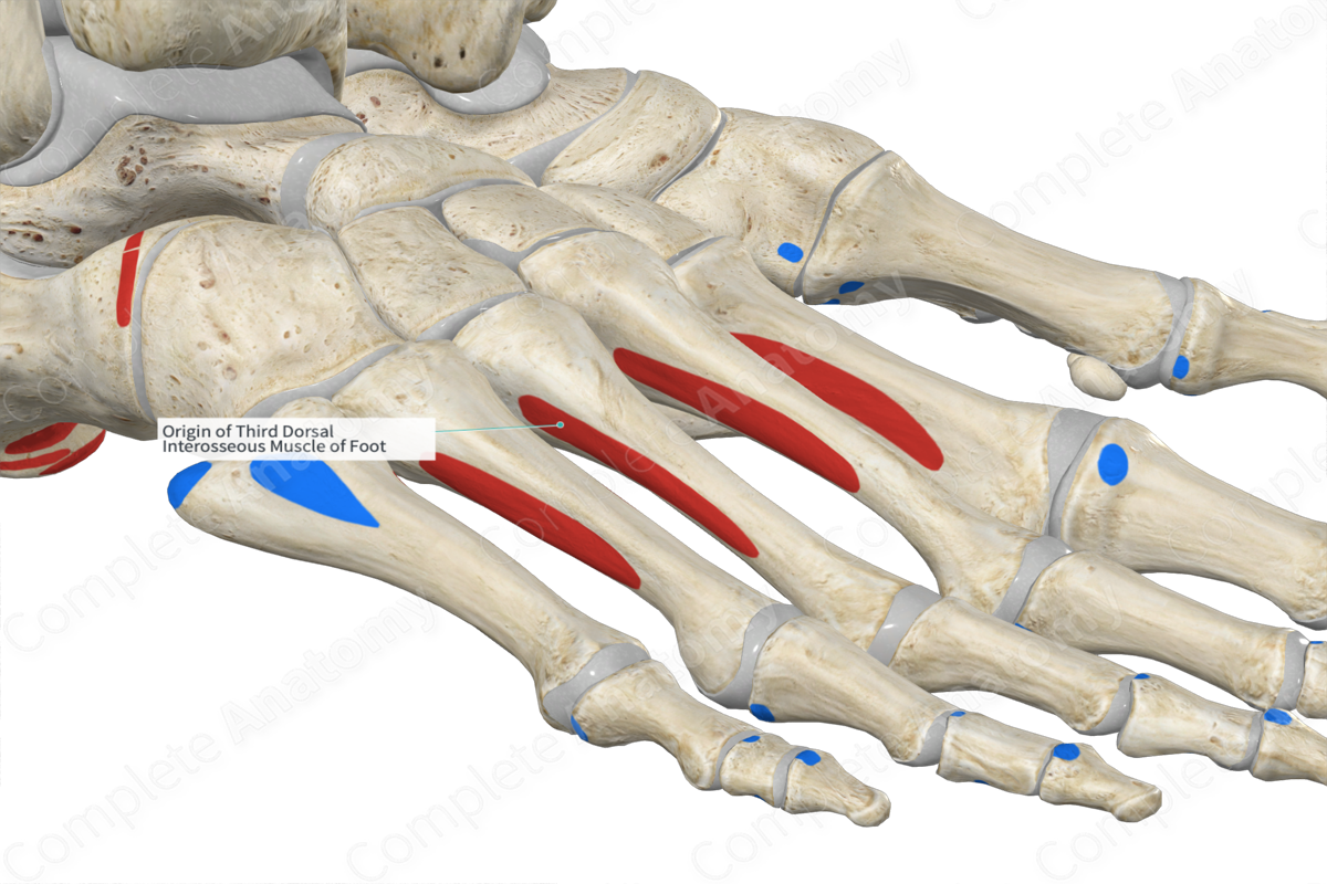 Origin of Third Dorsal Interosseous Muscle of Foot