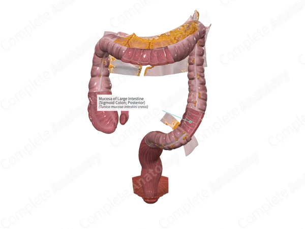 Mucosa of Large Intestine (Sigmoid Colon; Posterior)