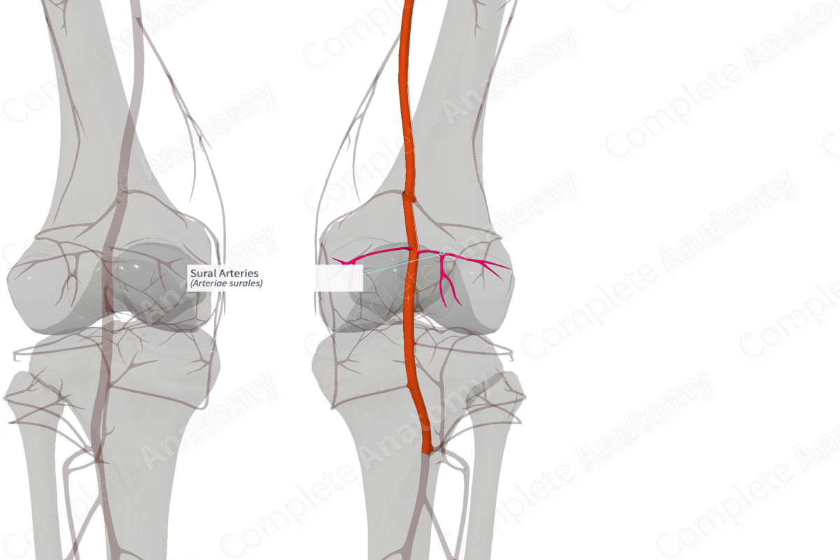 Sural Arteries (Right)
