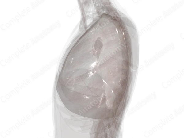Pleura