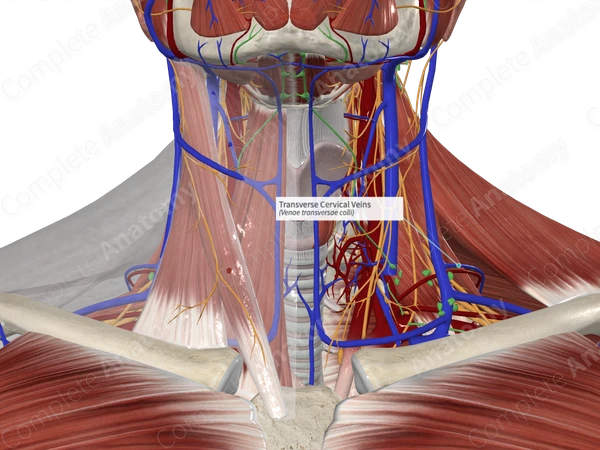 Transverse Cervical Veins