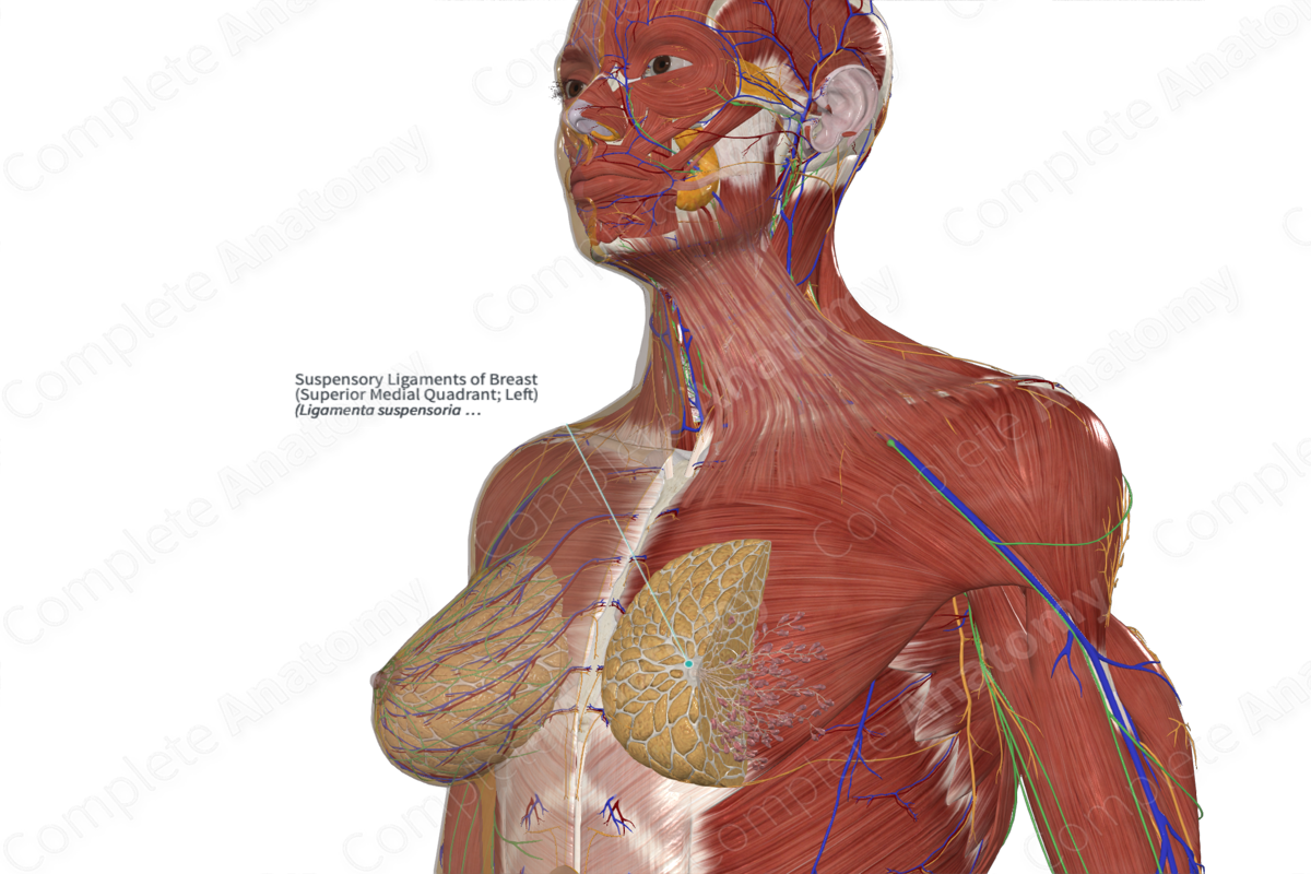 Suspensory Ligaments of Breast (Superior Medial Quadrant; Right)