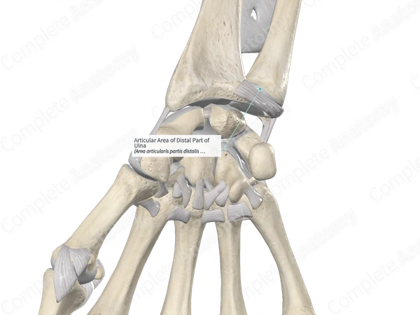 Articular Area of Distal Part of Ulna