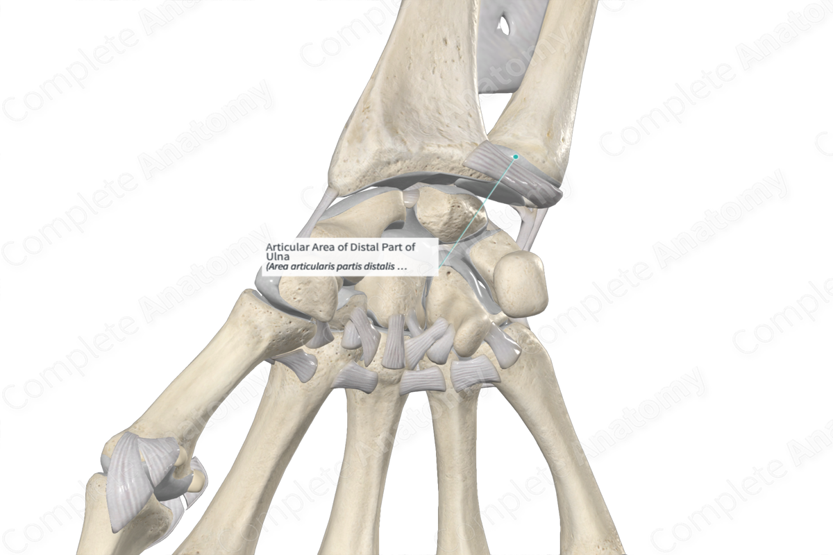 Articular Area of Distal Part of Ulna 