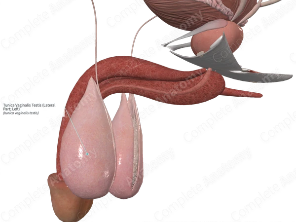 Tunica Vaginalis Testis (Lateral Part; Left)