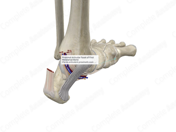 Proximal Articular Facet of First Metatarsal Bone