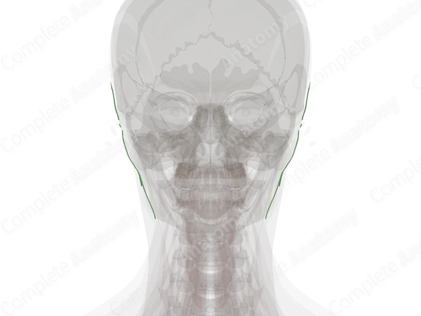 Mastoid Lymph Vessels