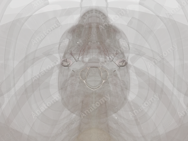 Joints of Skull