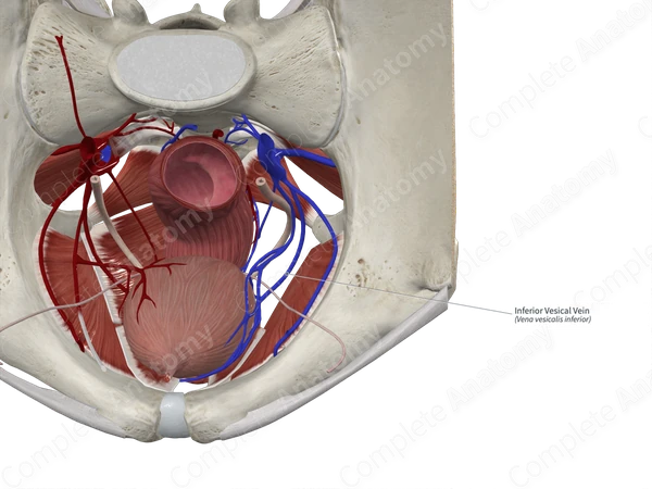 Inferior Vesical Vein 