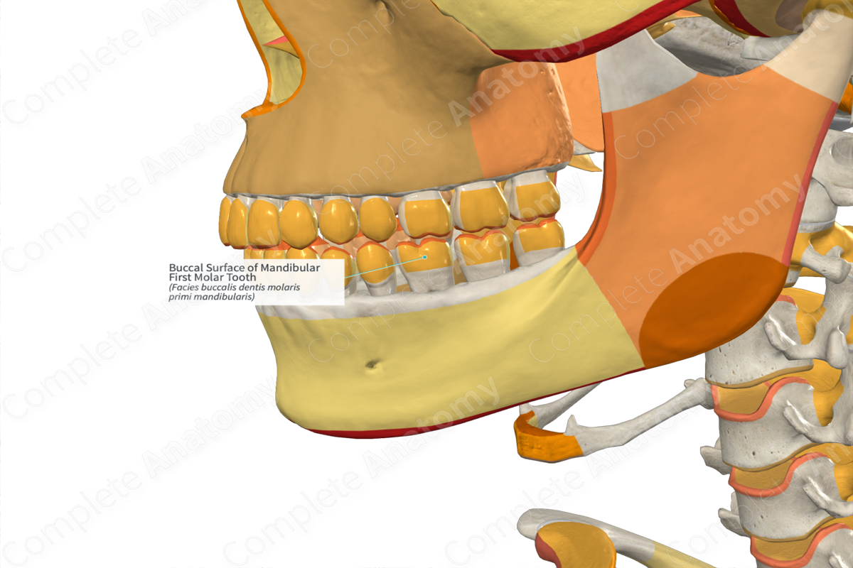 Buccal Surface of Mandibular First Molar Tooth