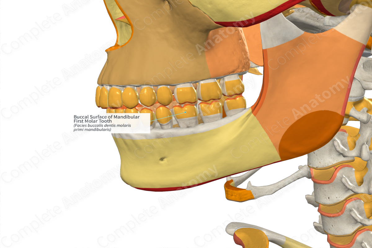 Buccal Surface of Mandibular First Molar Tooth | Complete Anatomy