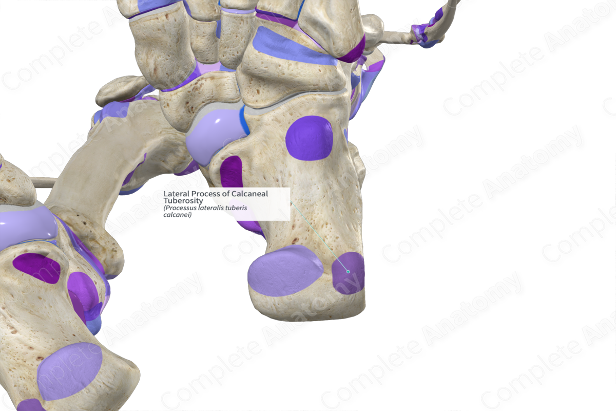 Lateral Process of Calcaneal Tuberosity | Complete Anatomy