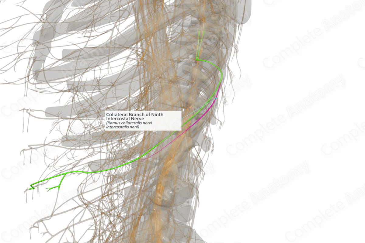 Collateral Branch of Ninth Intercostal Nerve (Left)