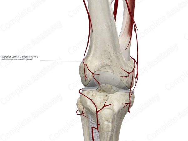 Superior Lateral Genicular Artery 