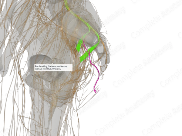 Perforating Cutaneous Nerve (Left)