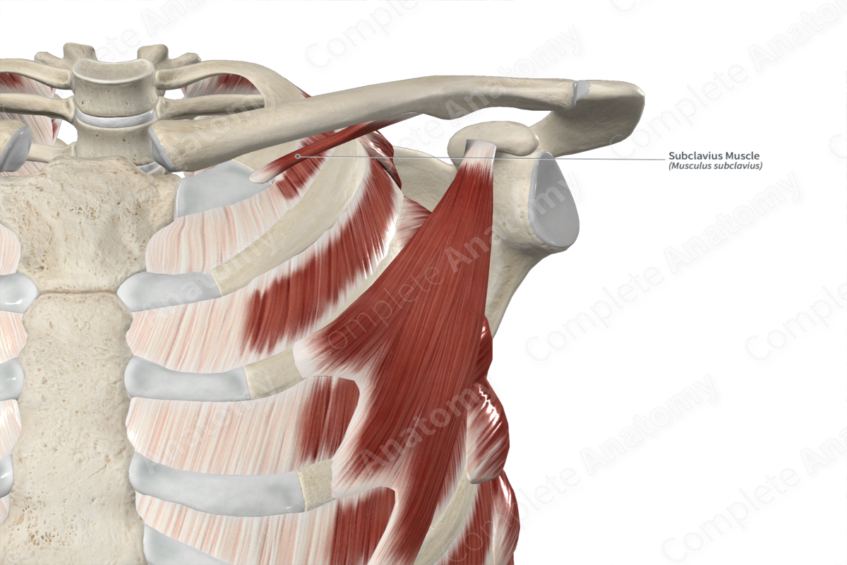 Subclavius Muscle 