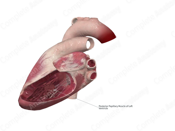 Inferior Papillary Muscle of Left Ventricle