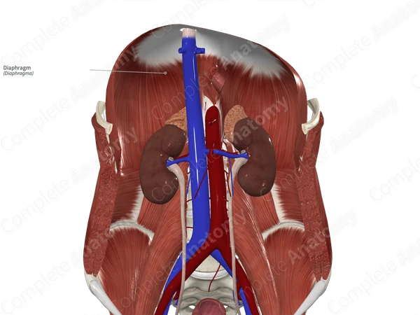 Diaphragm